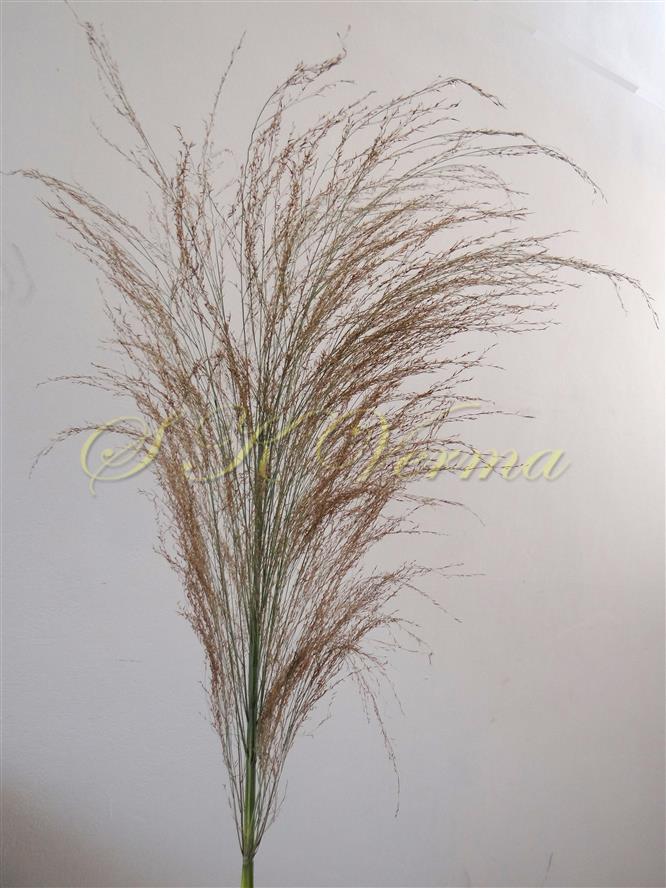  Inflorescence